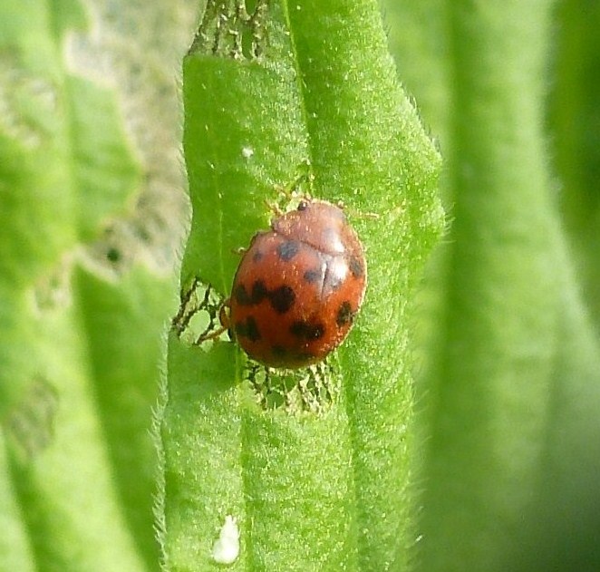 Subcoccinella vigintiquatuorpunctata e larva di Chrysomelidae